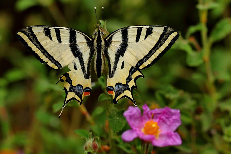 Papilio alexanor