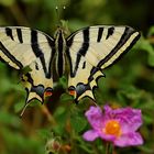 Papilio alexanor