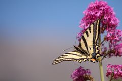 Papilio alexanor ESPER, 1777 - Südlicher Schwalbenschwanz