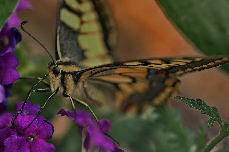 *Papilio* an Blüte*