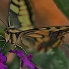 *Papilio* an Blüte*