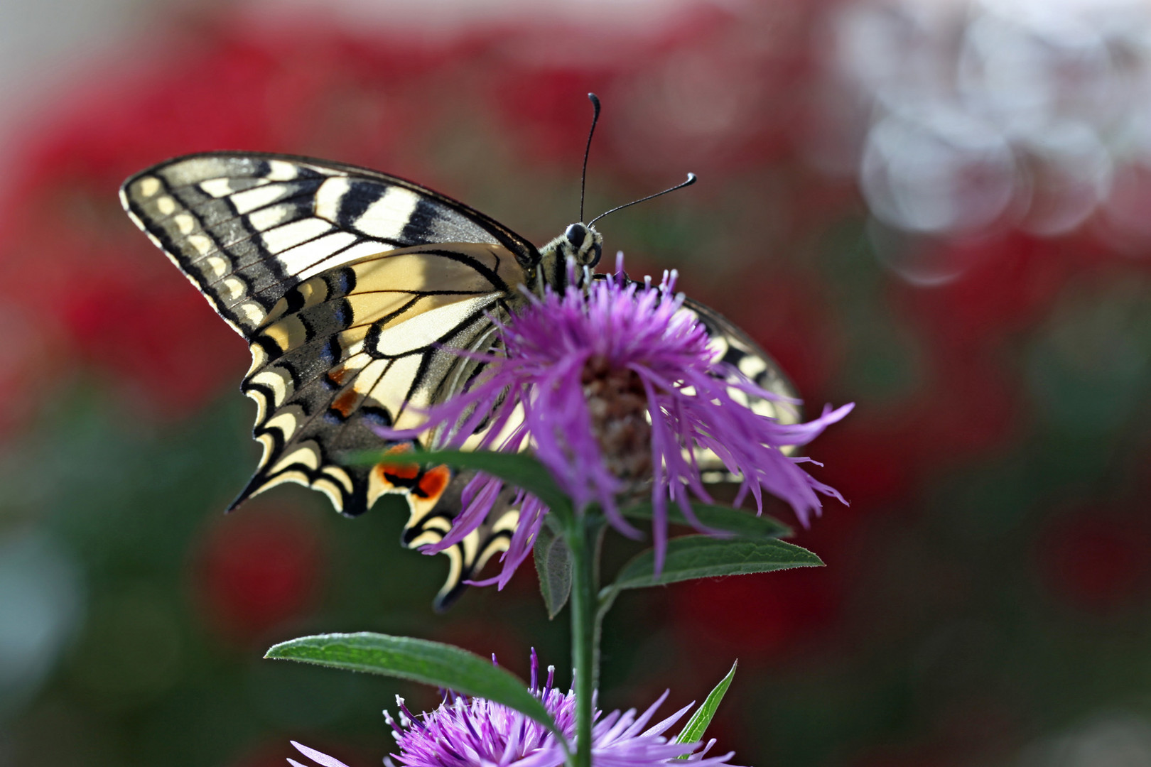 Papilio an Flockenblume