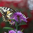 Papilio an Flockenblume