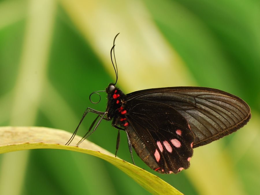 Papilio anchisades