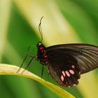 Papilio anchisades