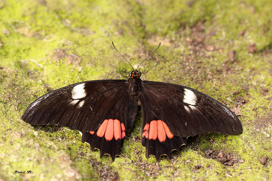 * Papilio anchisiades*