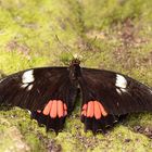 * Papilio anchisiades*