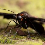 *-*   Papilio anchisiades  *-*