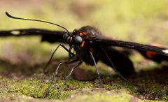 *-*   Papilio anchisiades  *-*