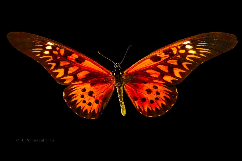 Papilio antimachus