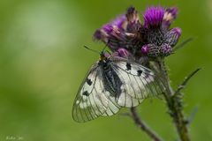 Papilio athene