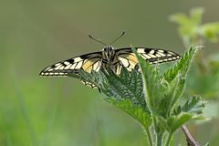 Papilio auf Brennnessel