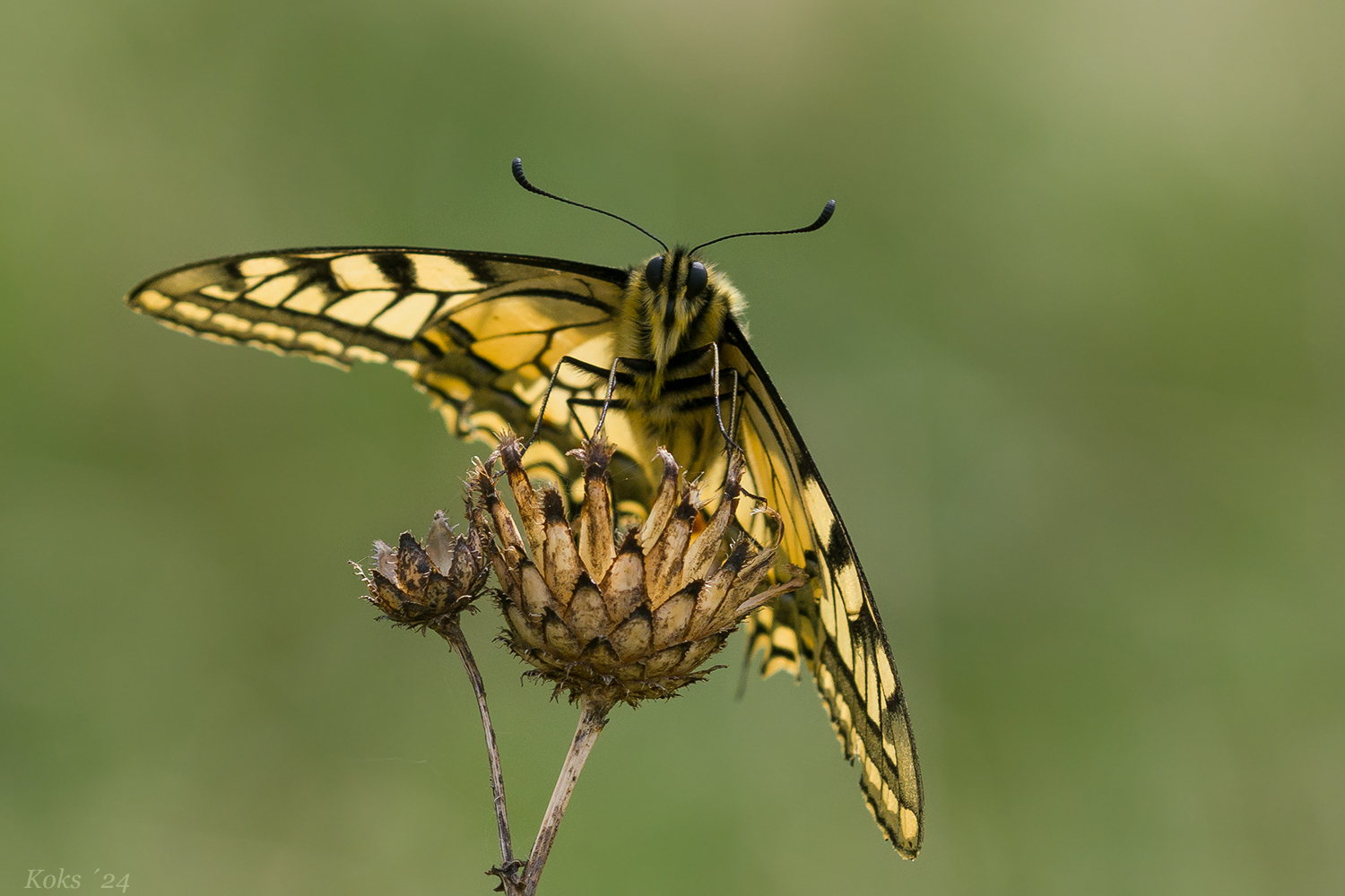 Papilio 