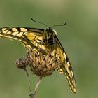 Papilio 