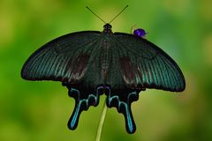 Papilio bianor dehanii #2