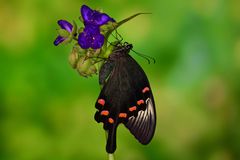 Papilio bianor dehanii #3
