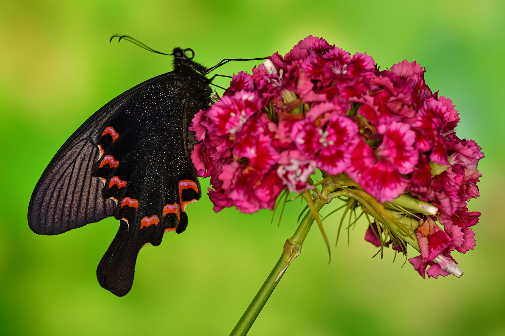 Papilio bianor dehanii #4
