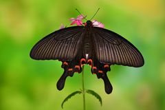Papilio bianor dehanii #5