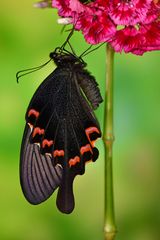 Papilio bianor dehanii 