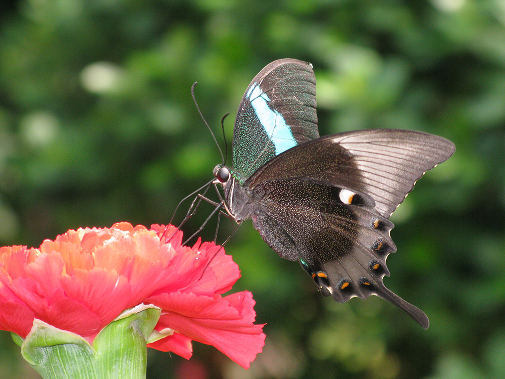 Papilio Blumei bei der Nahrungsaufnahme