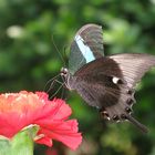 Papilio Blumei bei der Nahrungsaufnahme