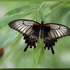 Papilio