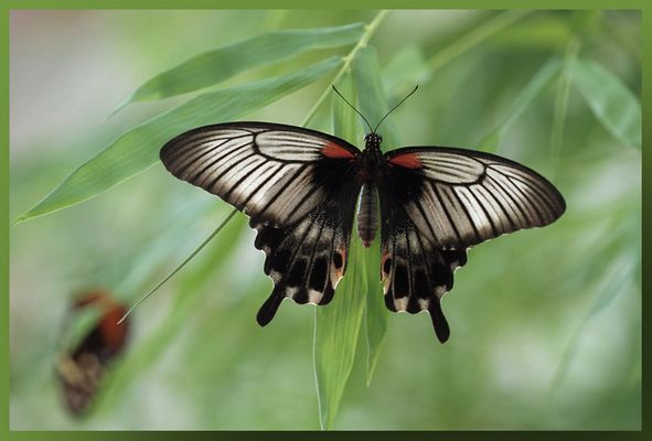 Papilio