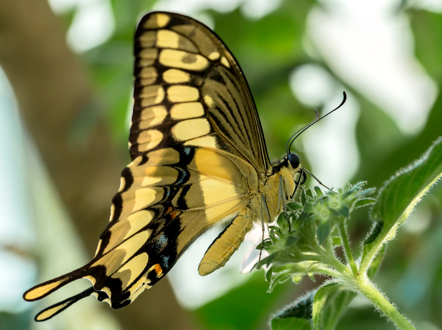 Papilio