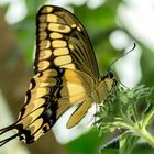 Papilio