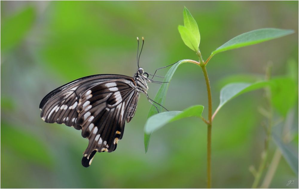 Papilio constantinus