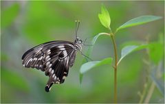 Papilio constantinus