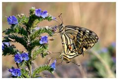 Papilio copula