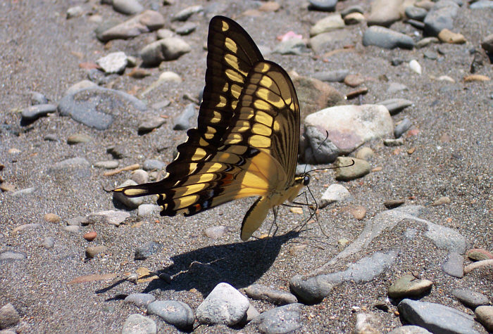 Papilio cresphontes