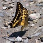 Papilio cresphontes