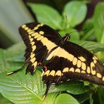 * Papilio cresphontes *