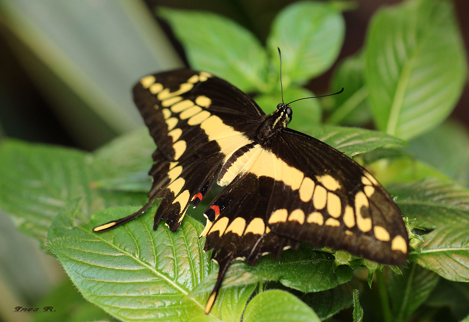 * Papilio cresphontes *