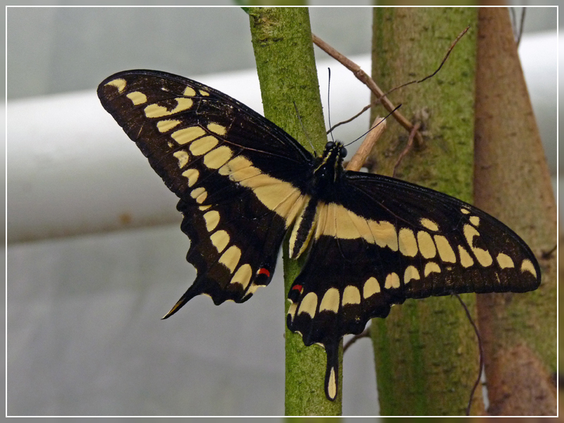 Papilio cresphontes