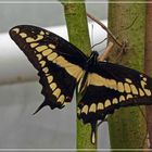 Papilio cresphontes