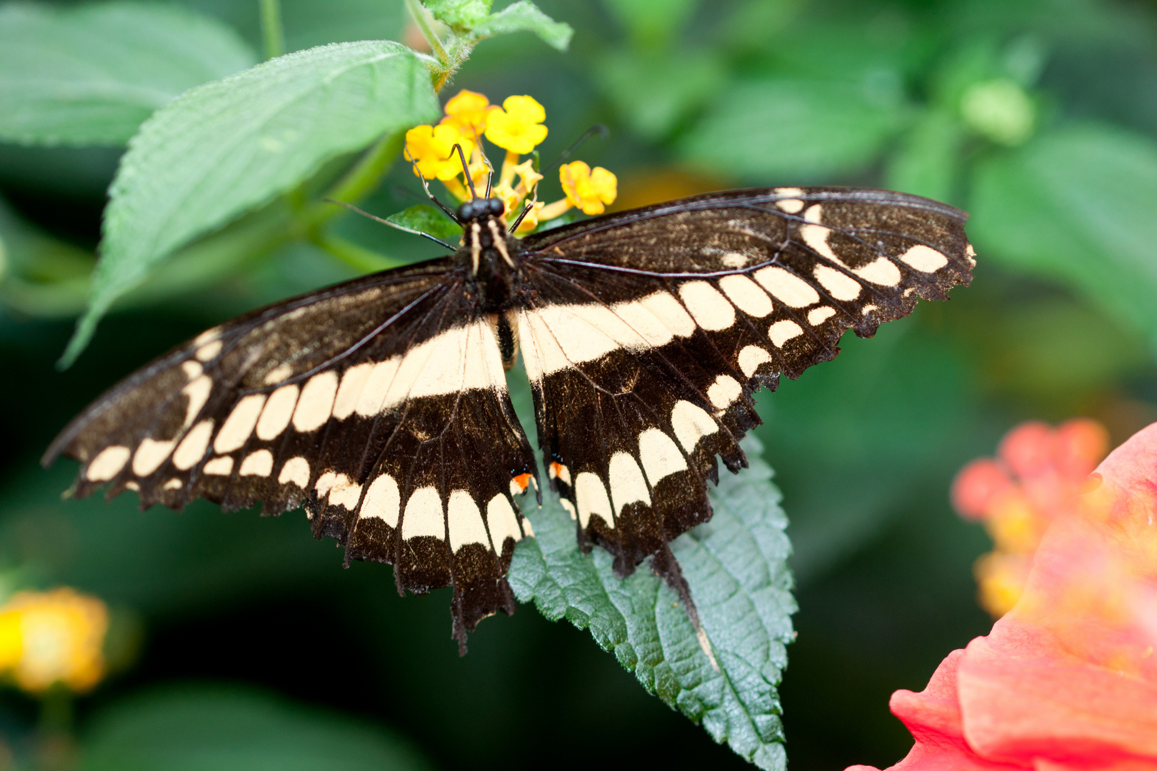 Papilio cresphontes Foto & Bild tiere, wildlife, schmetterlinge