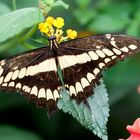 Papilio cresphontes