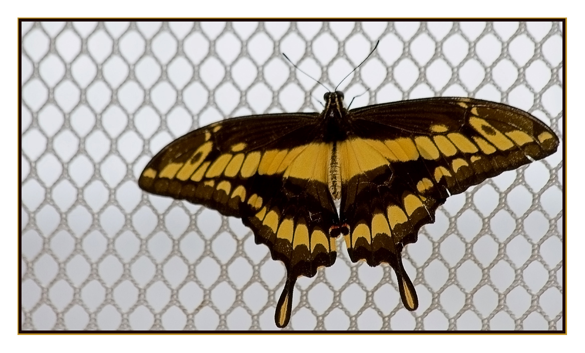 Papilio-cresphontes (Schwalbenschwanz)