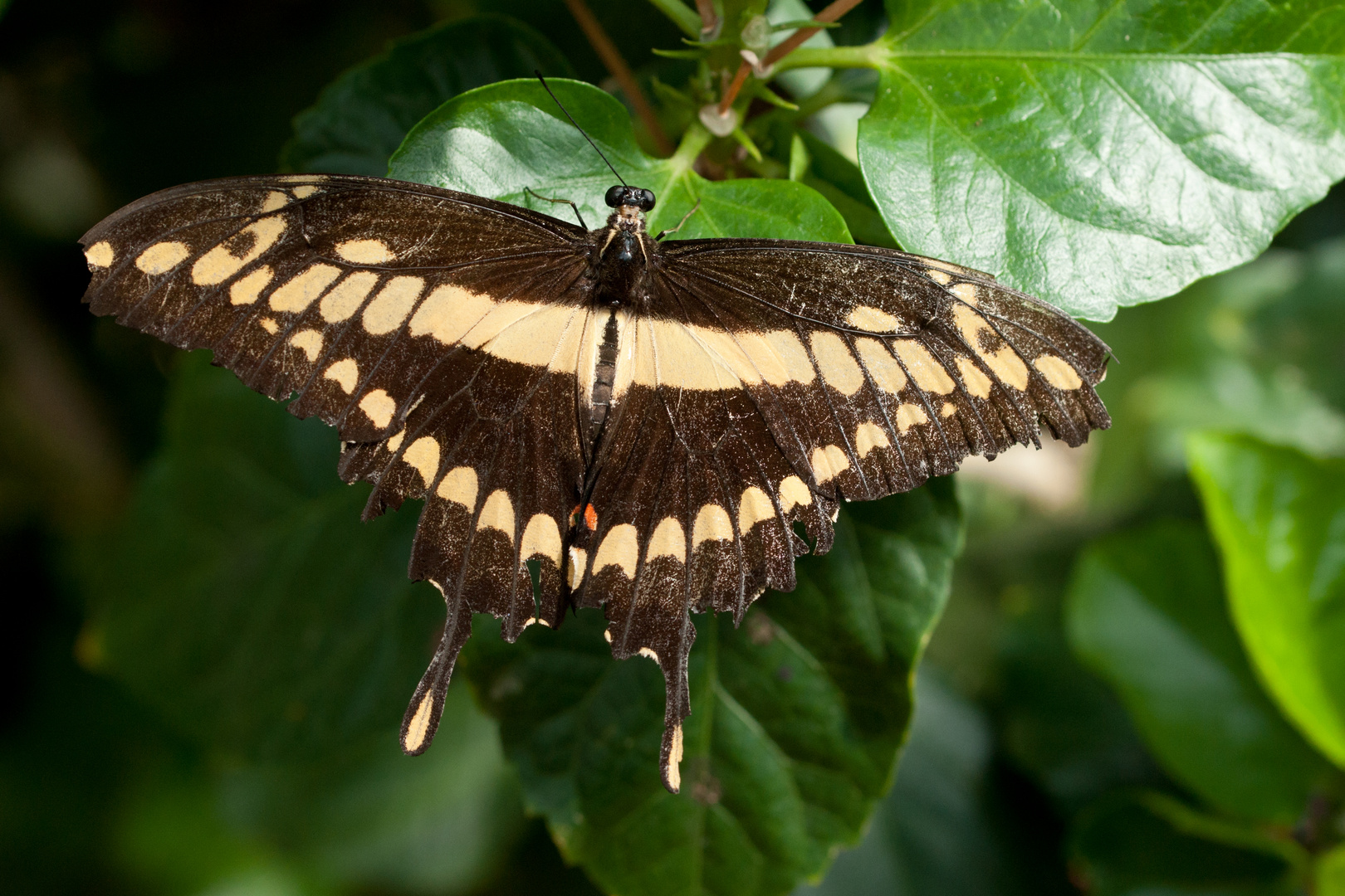 Papilio cresphontres II