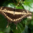 Papilio cresphontres II