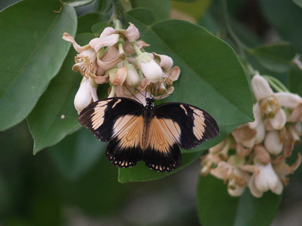 Papilio dardanus  