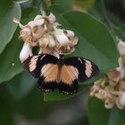 Papilio dardanus  