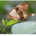 Papilio dardanus...