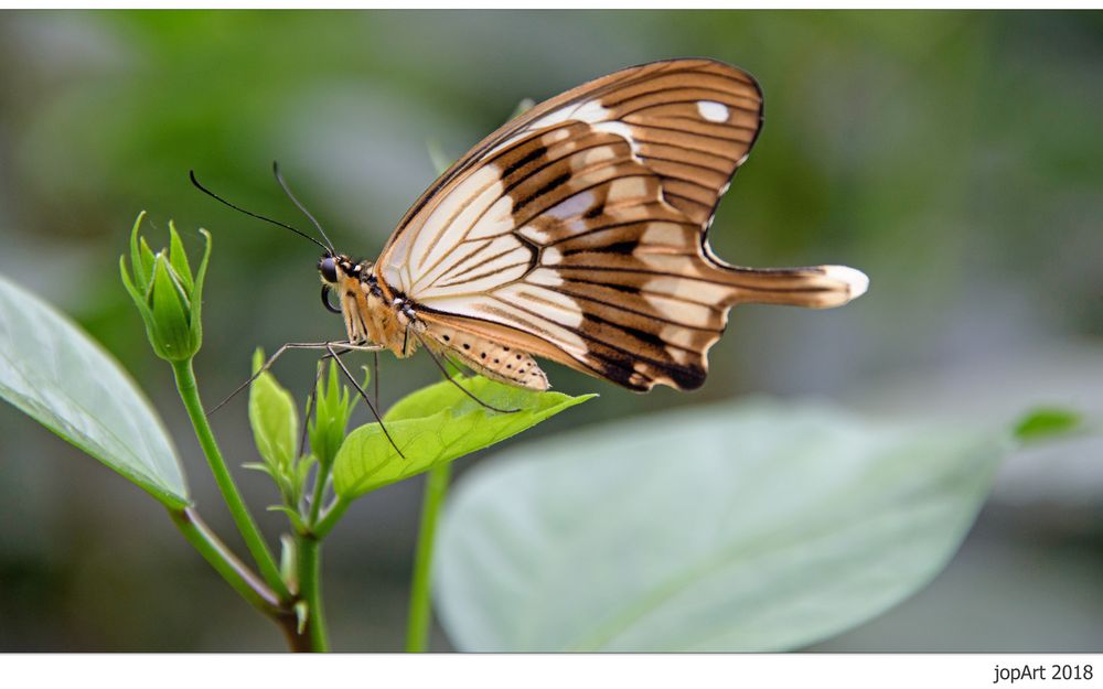 Papilio dardanus...