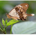 Papilio dardanus...