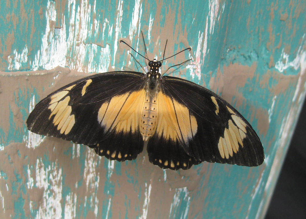 Papilio dardanus 