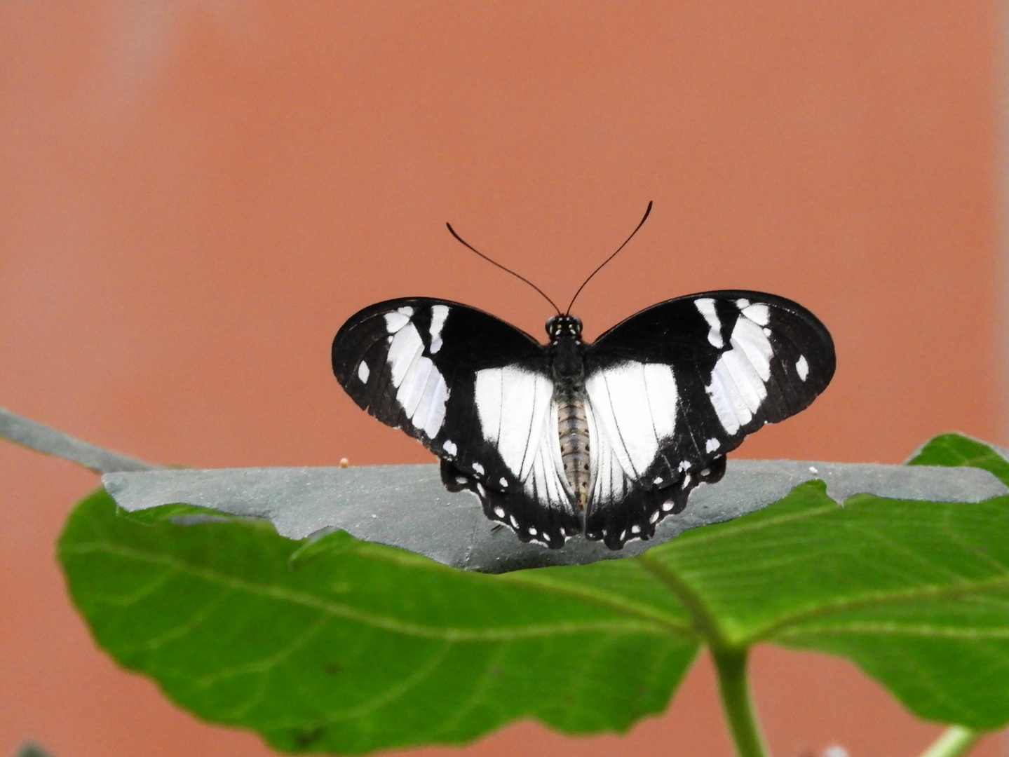 Papilio Dardanus